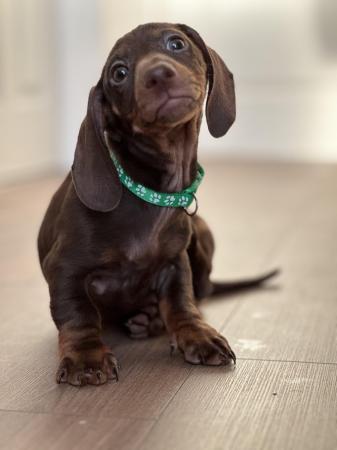Image 4 of Champion Bloodline Miniature Dachshund puppies