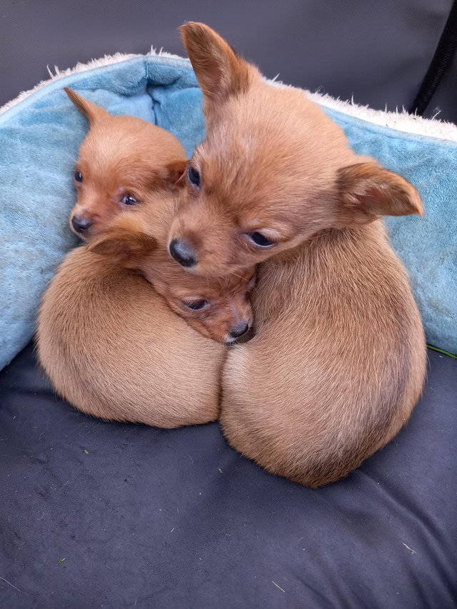 Preview of the first image of Mini Chorkie pups shorthaired 1 girl and 2 boys.