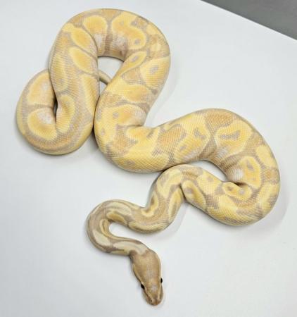 Image 3 of Ball pythons available Adults/ Hatchlings from £35