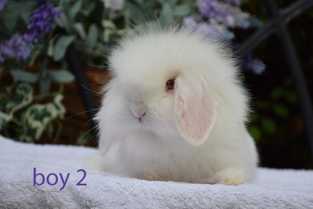 Preview of the first image of Beautiful mini lion lop boy.