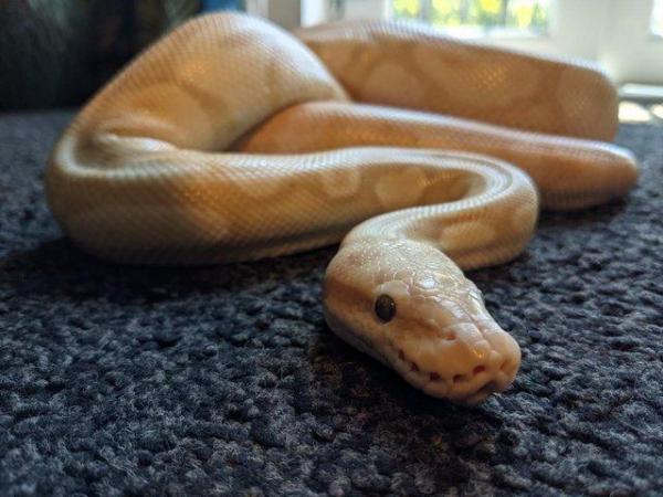 Image 2 of Ball Python CB17 (Pastel, Enchi, Ghost, Coral Glow)