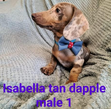 Image 2 of READY NOW KC reg Miniature Dachshund puppies