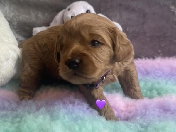 Image 7 of *DNA HEALTH TESTED* Cavapoo puppies