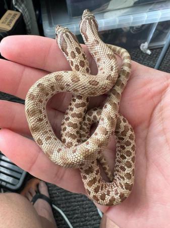 Image 2 of Hognose snake for sale (Collection only)