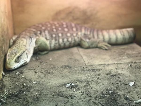 Image 5 of Savannah monitor lizard