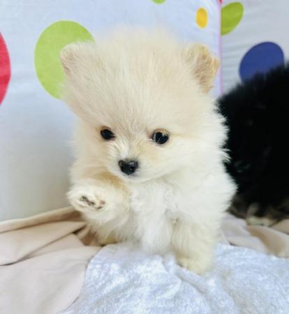 Image 3 of Pomeranian puppies for sale