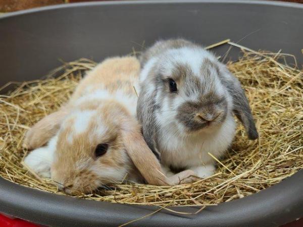 Image 1 of Adorable Dwarf Lop baby Rabbits.