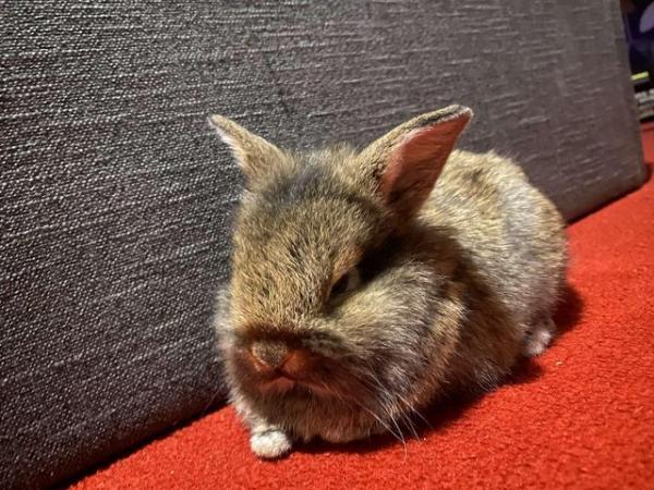 Image 5 of Baby lionhead rabbit with cage and acceesories