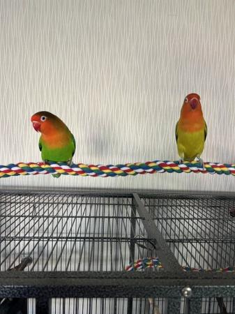 Image 5 of 4 yr old Male Pineapple conure/Male&Female Fischer Lovebird