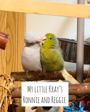 Image 5 of 2 Parrotlets for sale (brothers)inc Cage 1 yr old. MUST READ