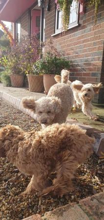 Image 2 of F1BB Cavapoo pups Red Apricot ready this weekend