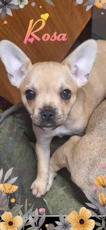 Image 6 of Female French bulldog x chihuahua x yorkshire terrier