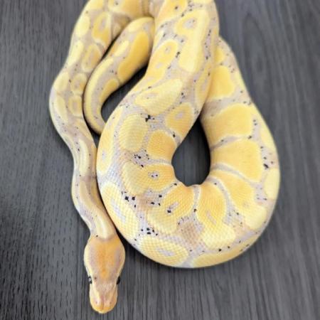 Image 5 of 3 month old female banana pastel poss het pied royal python