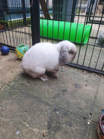 Image 1 of OREO friendly neutered adult mini lop boy 5 years old