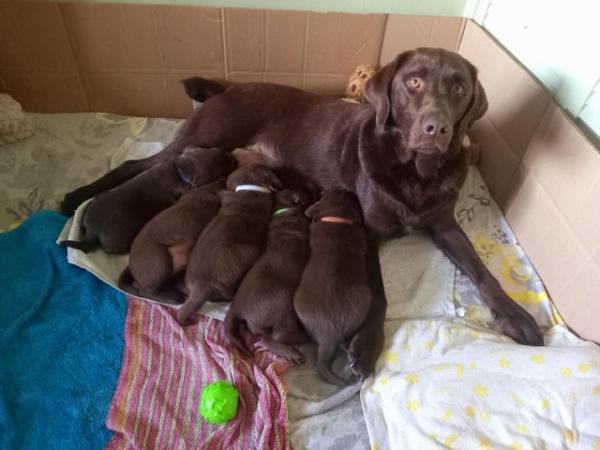 Image 5 of KC Chocolate Labradors Puppies