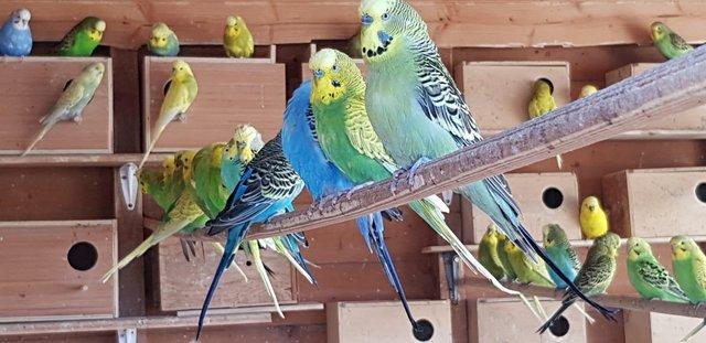 Image 7 of Budgies for sale variety of colours