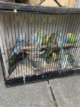 Image 3 of Gorgeous baby/adult budgies for sale