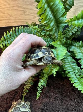 Image 3 of Baby Hermann’s tortoises.Setups also available