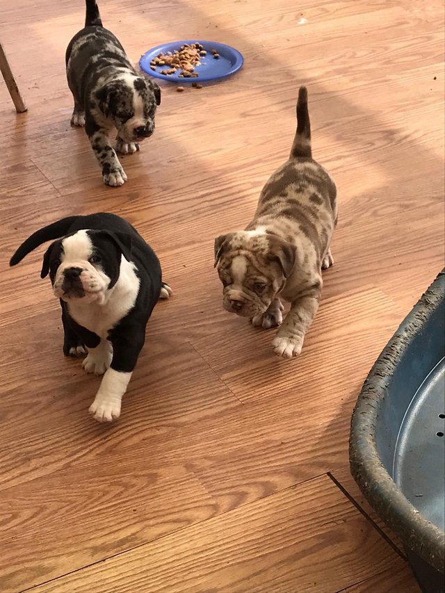 Preview of the first image of Beautiful old English bulldog puppies.