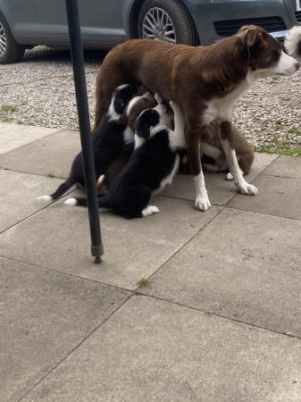 Image 5 of Ready to reserve border collie puppys from a home environmen