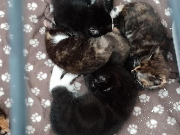 Image 2 of Kittens needing there secure homes!