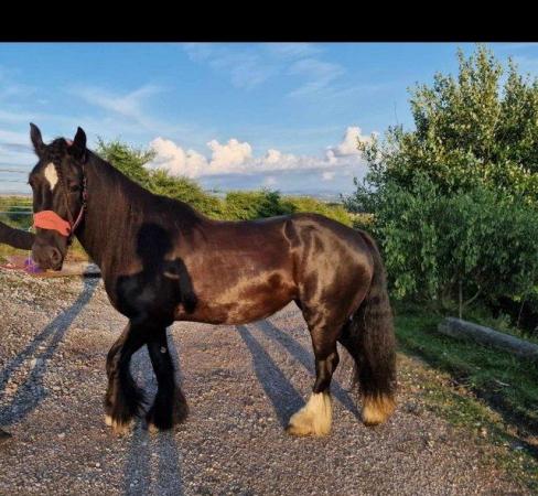 Image 1 of 15hh Mare - Full/Part loan (min 3 days)