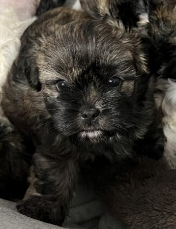 Image 3 of 4 Beautiful Shorkie Puppies for sale - Shih Tzu Cross