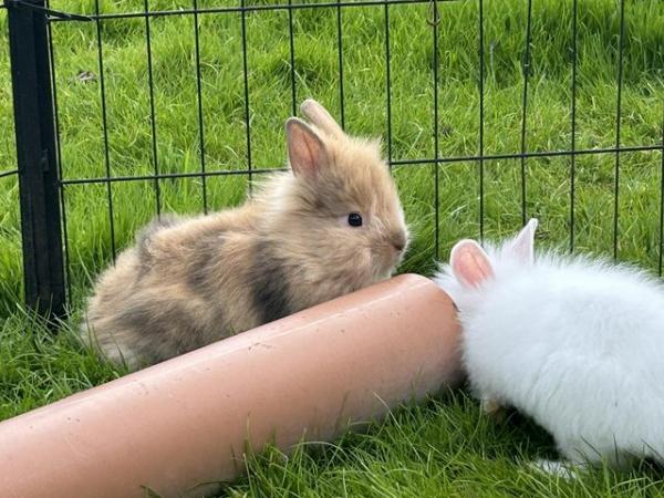 Image 28 of Lovely baby lionheads, males and females
