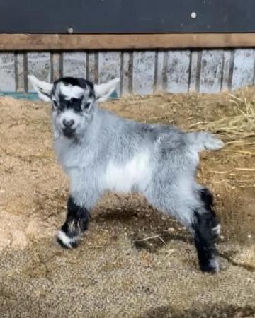 Image 2 of 4 month old pygmy goat wether