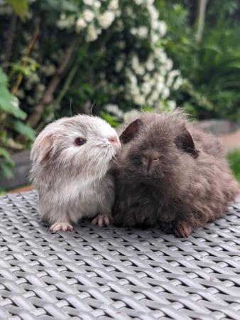 Image 5 of Long haired baby guinea pigs
