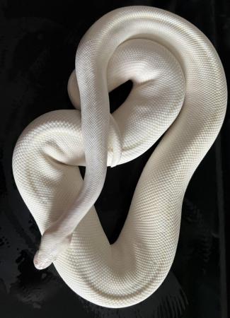 Image 6 of Various Snakes For Sale please see