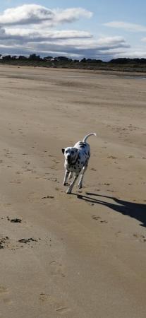 Image 3 of 3 year old female dalmatian for sale