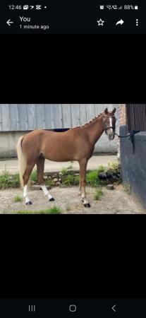 Image 3 of Huge potential for this  13.2h Welsh B, gelding, 5 years old