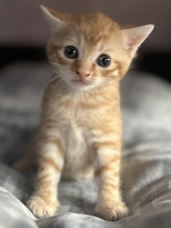 Image 5 of Gorgeous ginger kitties