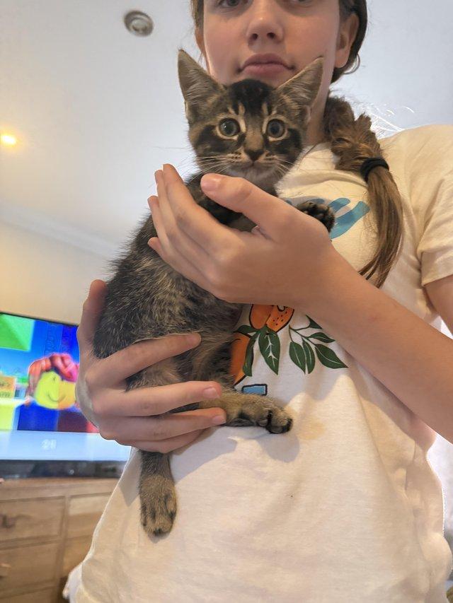 9week old kittens available for new homes now — photo 3 of 4