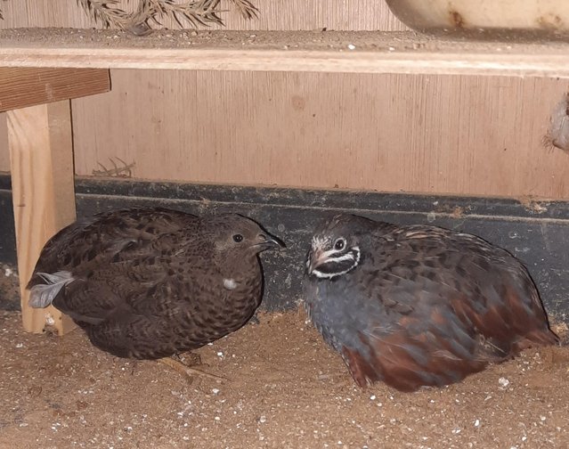 Preview of the first image of Chinese Painted Quail/ King Quail/ Button Quail.