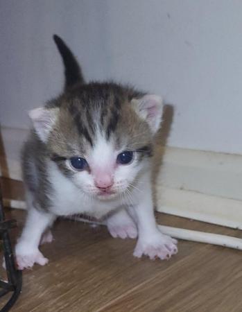 Image 5 of RESERVED - beautiful polydactyl (extra toes) kitten