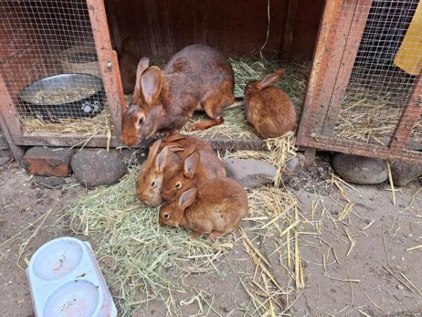 Image 2 of 7 week old Belgian Hares for sale