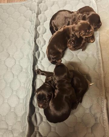 Image 4 of Black and Tan Cocker spaniel puppies 4 left