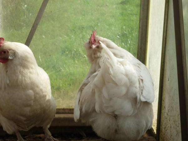 Image 4 of Two cross breed Ameraucana and Faverolle laying Bantam hens