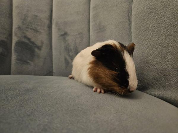 Image 4 of 5 guinea pigs for sale, Male/Female