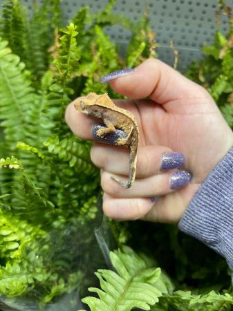 Image 5 of Cute baby crested geckos at urban exotics