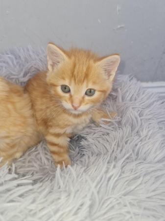 Image 6 of Male ginger kittens ready now