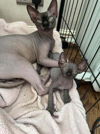 Image 21 of 2 sphynx kittens ready now for loving homes