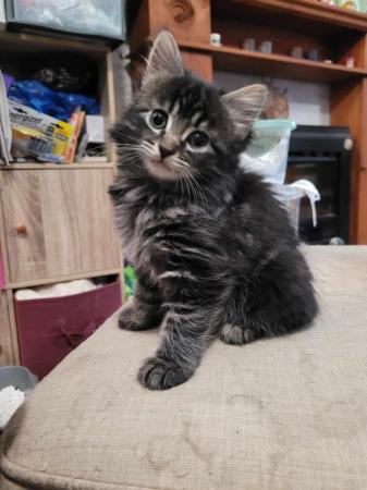 Image 7 of Maine Coon cross ready now