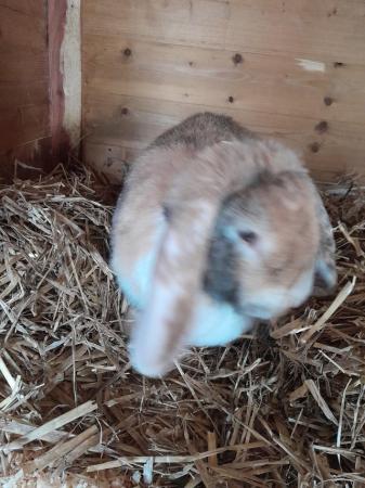Image 4 of Gorgeous female french lop rabbit