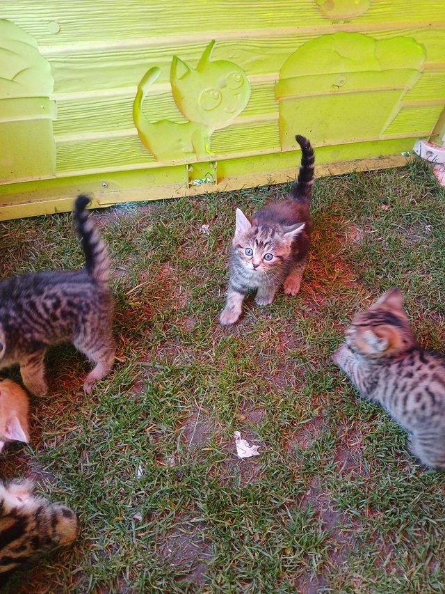 Preview of the first image of Stunning litter of kittens.