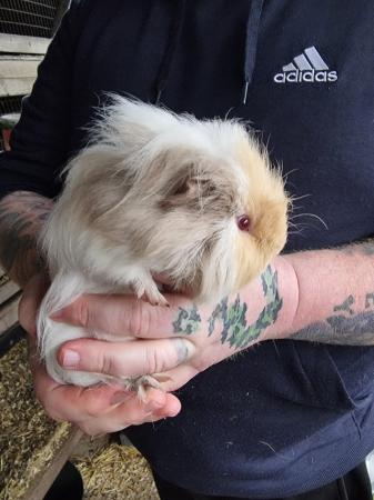 Image 7 of Baby boar guinea pigs for sale