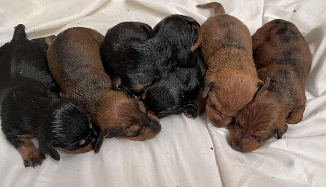 Preview of the first image of Stunning Dachshund puppies.