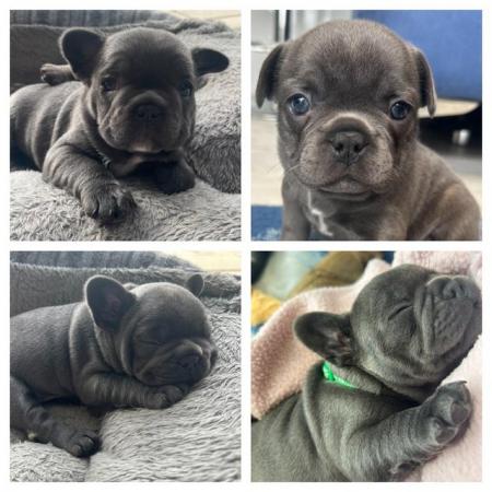 Image 18 of ***ALL SOLD*** - Stunning blue French bulldogs KC registered